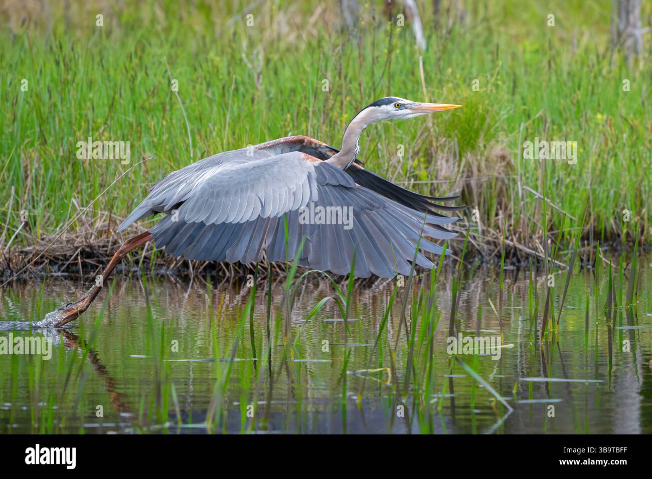 Grand Héron bleu (Ardea herodias). Fin mai dans le parc national Acadia, Maine, États-Unis. Banque D'Images Grand Héron bleu (Ardea herodias). Fin mai dans le parc national Acadia, Maine, États-Unis. Banque D'Images