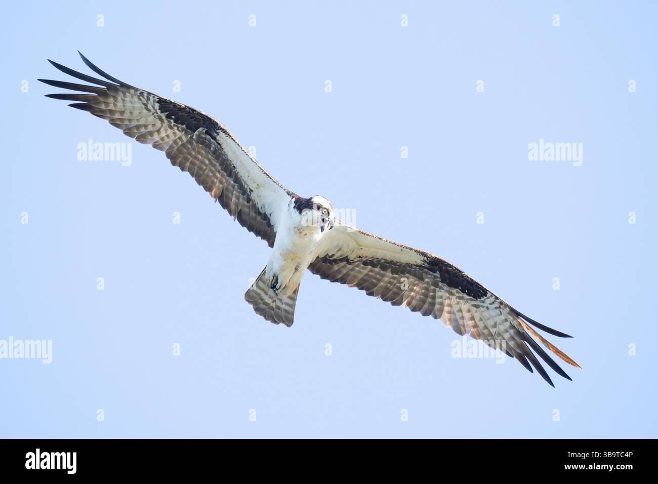 Pêche à la berge (Pandion haliaetus) dans le détroit de Somes. Mai dans le parc national d'Acadia, Maine, États-Unis. Banque D'Images
