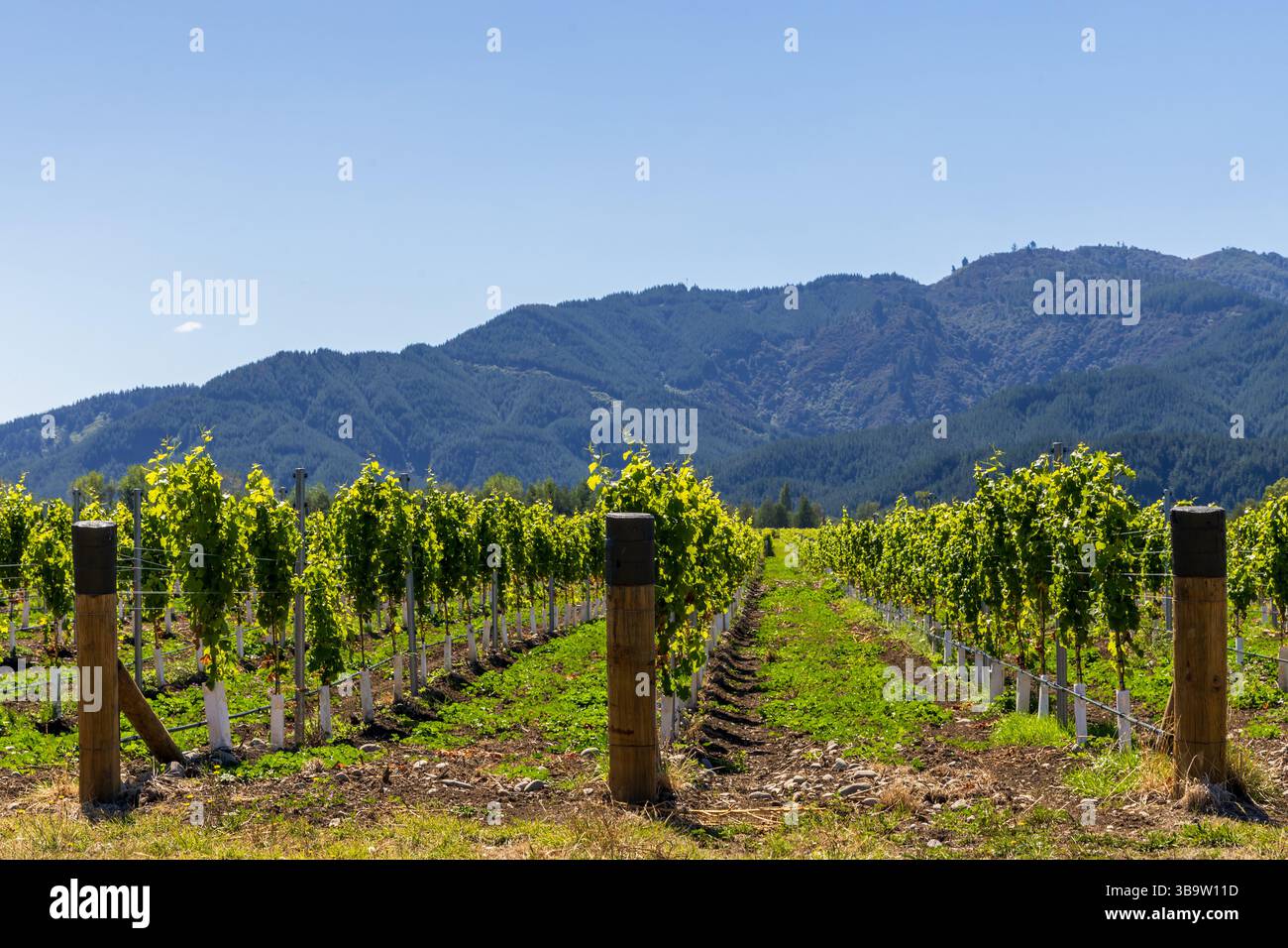 Vue sur les vignobles dans le quartier de Marlborough sur l'île du Sud, Nouvelle-Zélande Banque D'Images