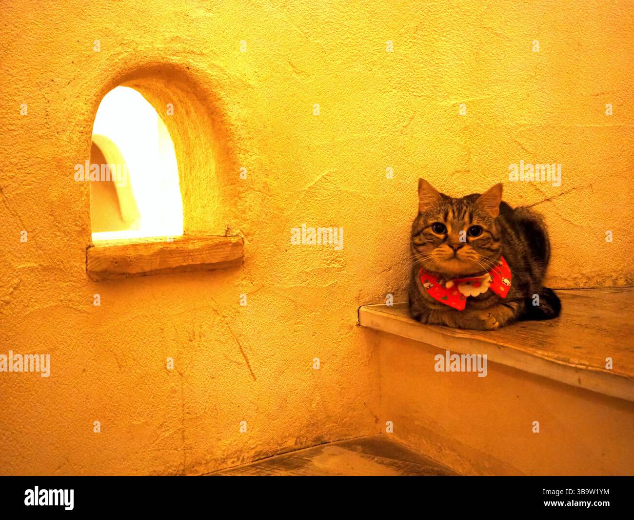 Chat Tabby se relaxant sur une marche aux tons chauds à côté d'une fenêtre de niche voûtée dans un café de chat de Tokyo Banque D'Images