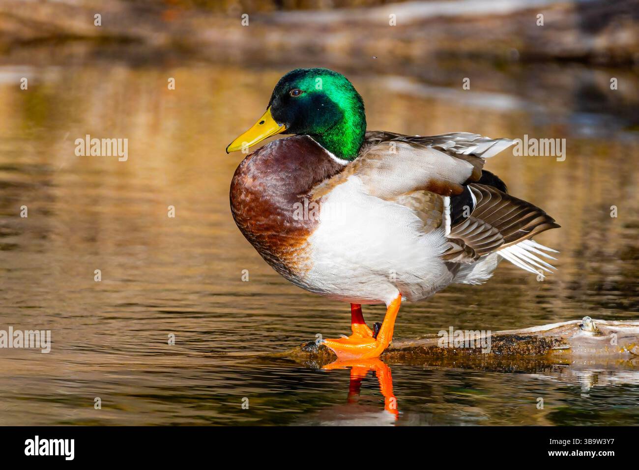 Photo en gros plan d'un canard colvert mâle avec une tête verte éclatante et des couleurs vives prises un jour ensoleillé montrant la beauté naturelle et les détails. Banque D'Images