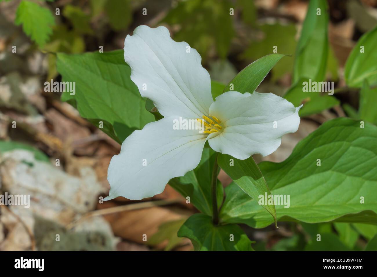Originaire de l'est de l'Amérique du Nord, le trilliem blanc, Trillium grandiflorum, fleurit au début du printemps. Trouvé dans les forêts mixtes, il est la fleur officielle de Banque D'Images