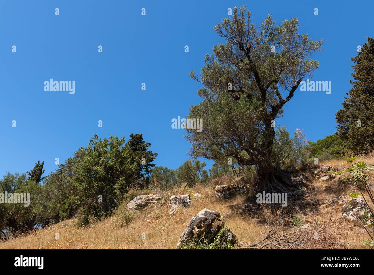 Olivier solitaire avec des racines exposées sur une pente rocheuse baignée de soleil à Zakynthos, Grèce, sous un ciel bleu vif. Banque D'Images