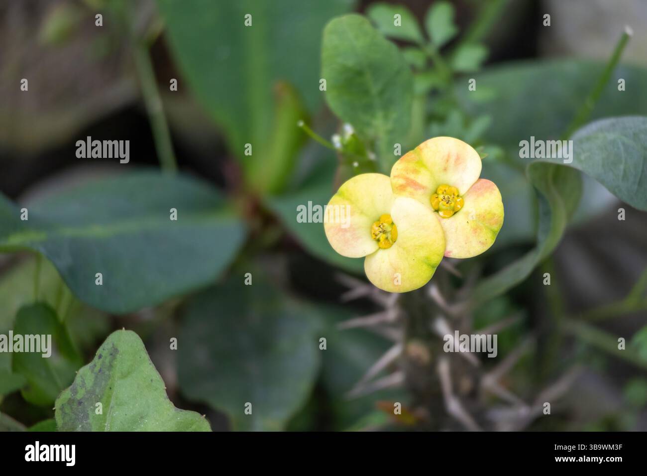 De belles fleurs jaunes de Couronne d'épines (Euphorbia milii) fleurissent dans le jardin. Cette plante est également connue sous le nom de Christ Plant ou Christ Thorn, et en Bangl Banque D'Images