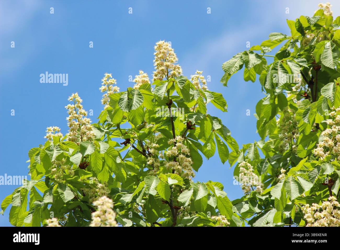 Châtaignier gros plan (Aesculus hippocastanum) Banque D'Images
