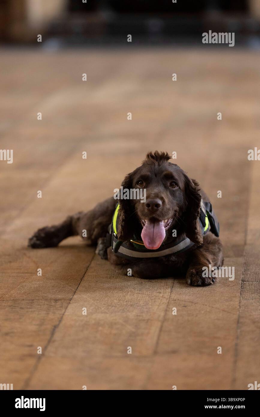 Journée nationale des chiens - PIP, un « chien pourri » chargé de renifler la pourriture humide et sèche avec le maître Isobel Mar à l'hôpital St Bartholomew's North Wing, Royaume-Uni Banque D'Images