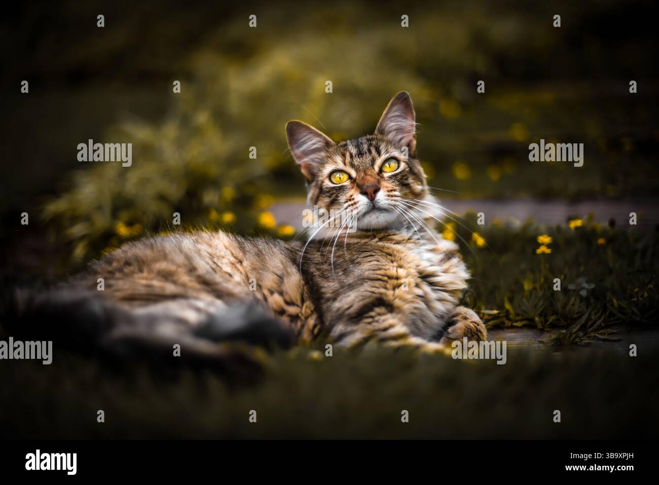 Portrait d'un chat Tabby détendu avec des yeux dorés parmi les fleurs jaunes Banque D'Images