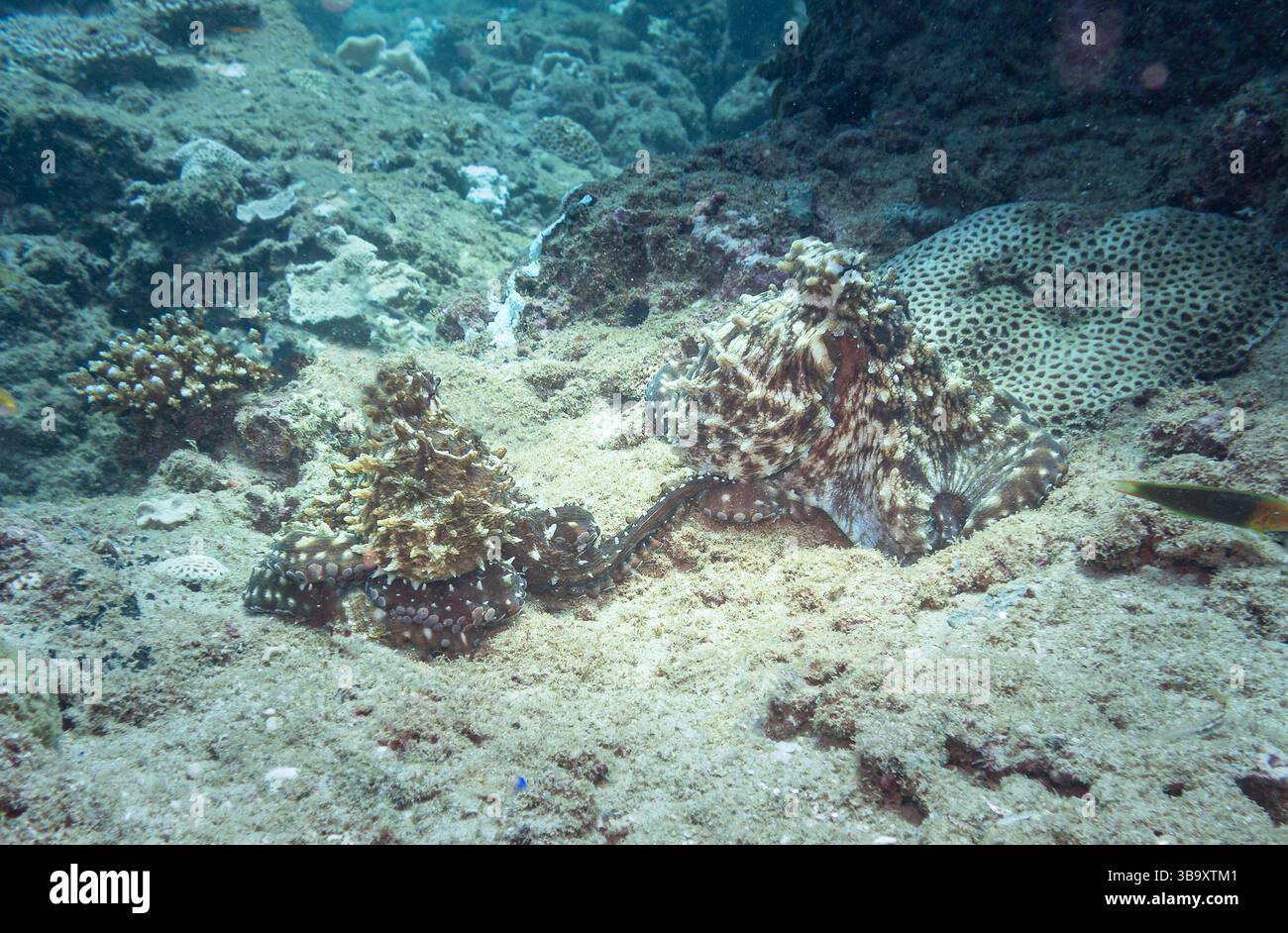 Accouplement de poulpes sur le récif de Ningaloo, Australie occidentale, Australie Banque D'Images