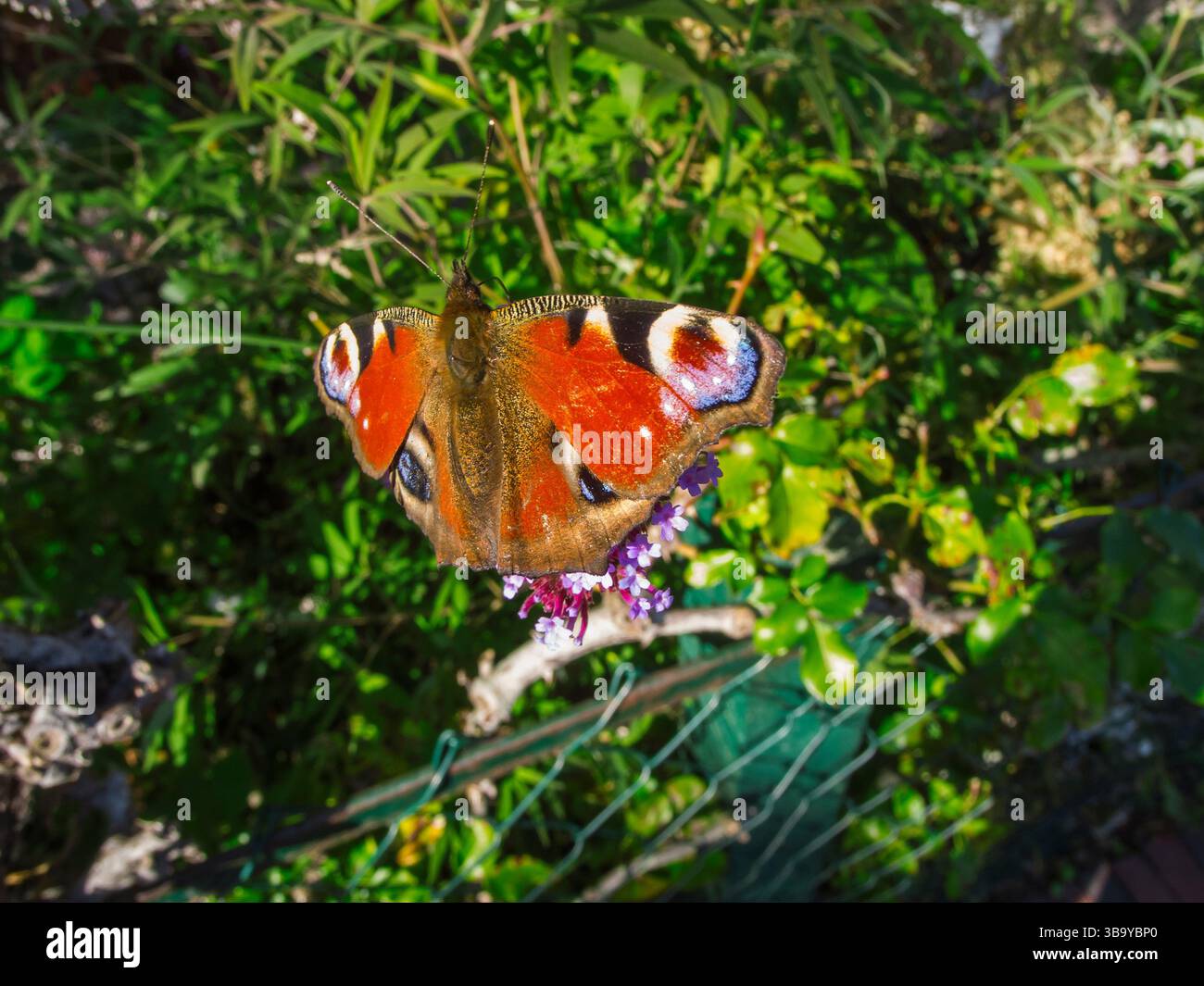Vue grand angle du corps entier d'un papillon Peacock (lat : Aglais io) avec des ailes ouvertes assis verticalement sur une fleur d'ombel. Banque D'Images