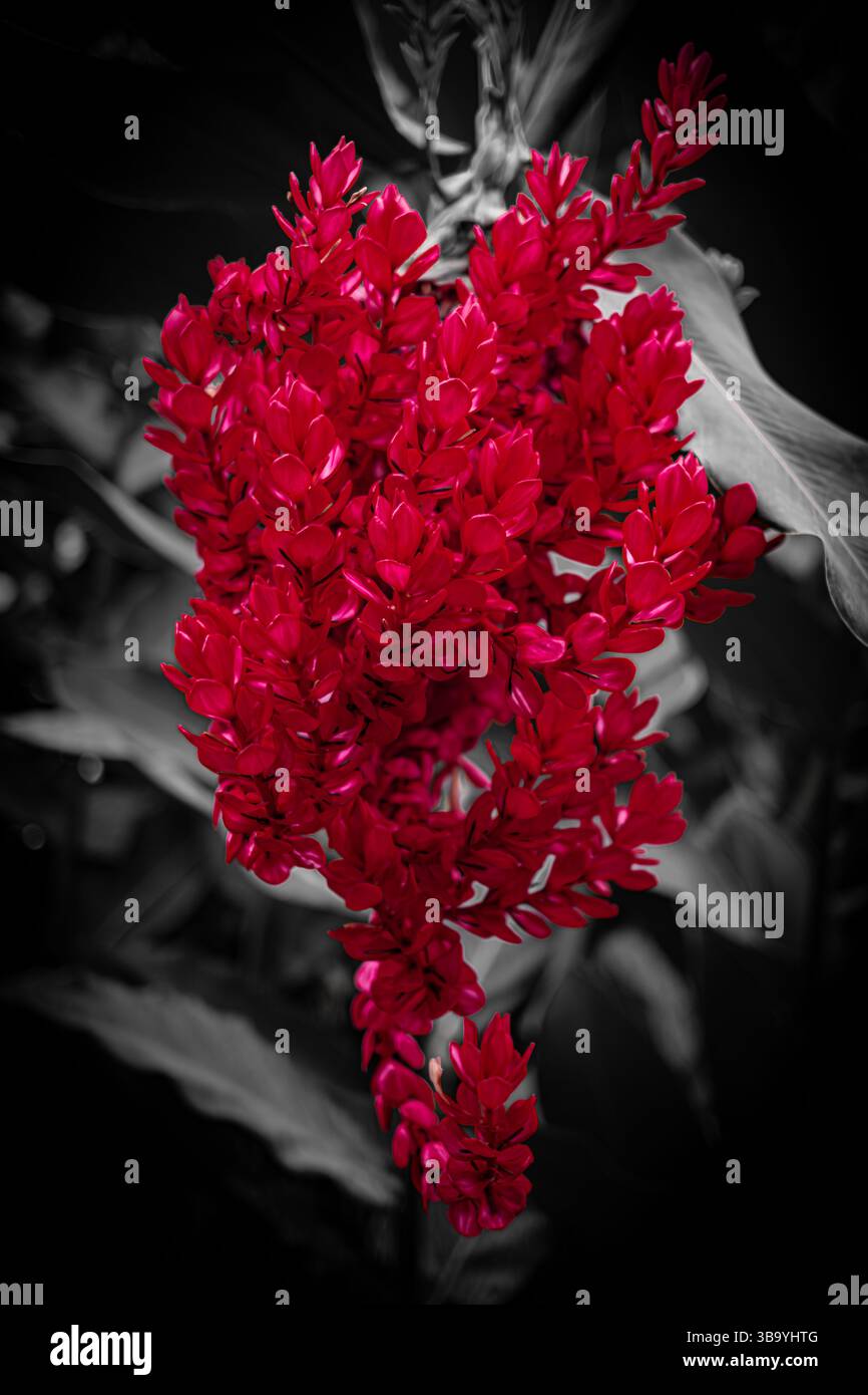 Une grappe de fleurs rouge vif se distingue par un contraste spectaculaire sur un fond monochrome Banque D'Images