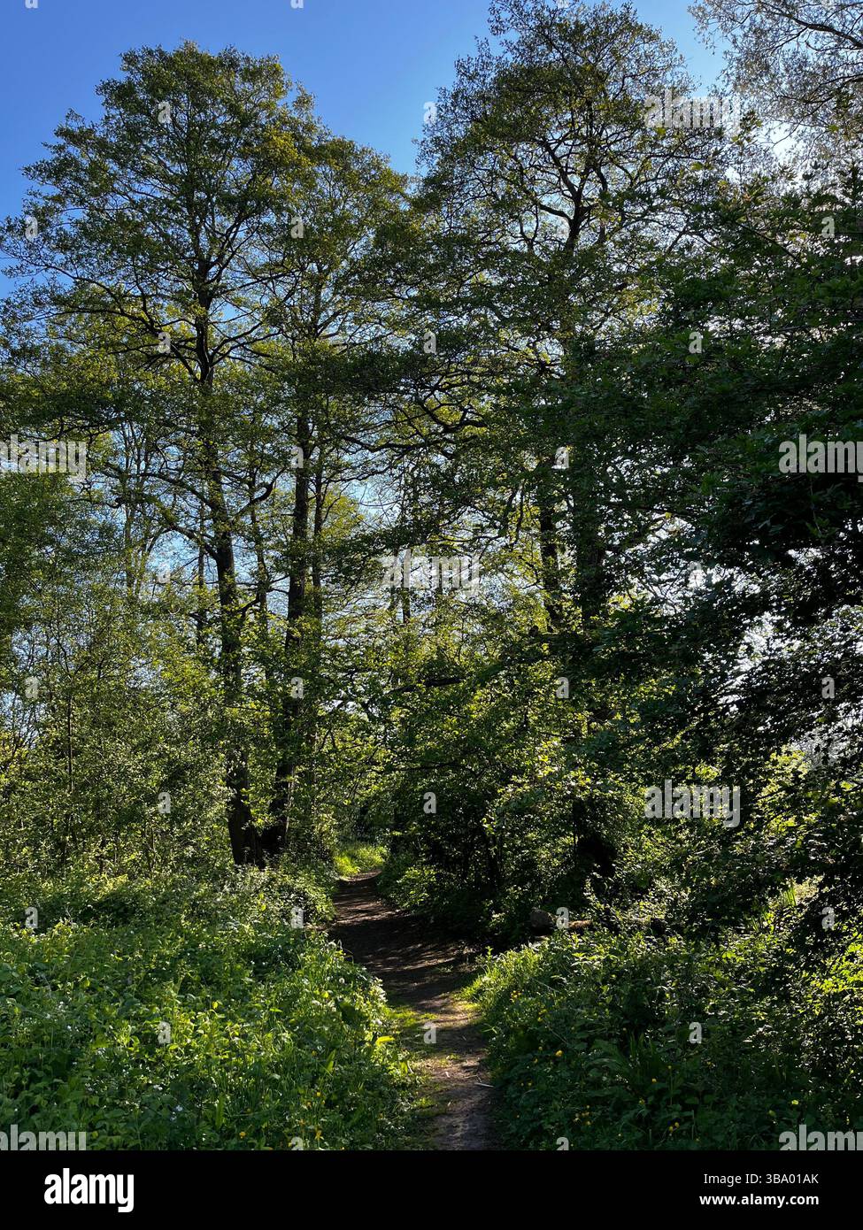 Fabuleux moment dans le temps sur un chemin bordé d'arbres au parc aquatique Neighbridge Cotswolds. Banque D'Images