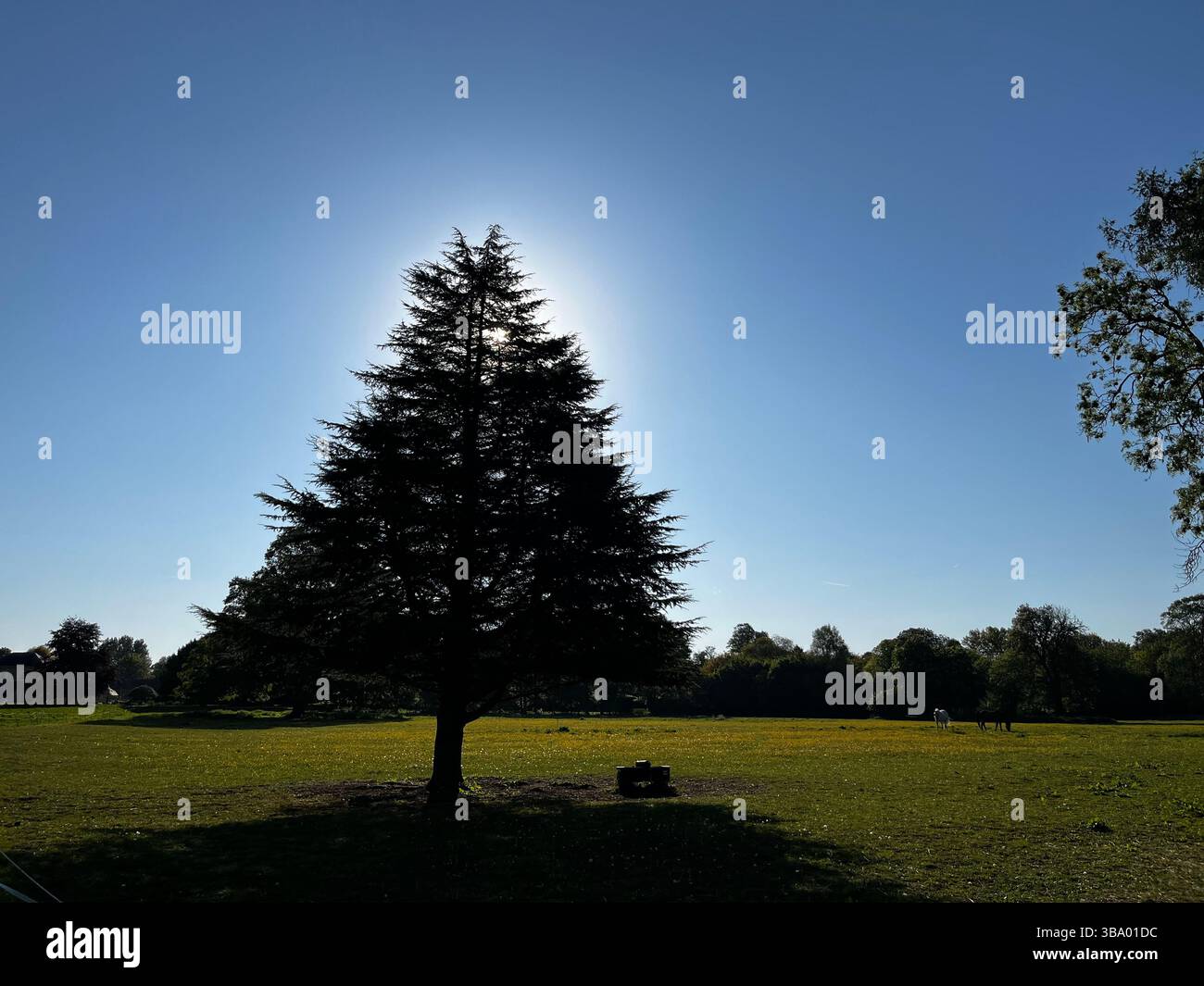 Soleil se cachant derrière un arbre en forme de pyramide debout dans un champ de chevaux dans les Cotswolds. - Image de stock capturée avec un smartphone