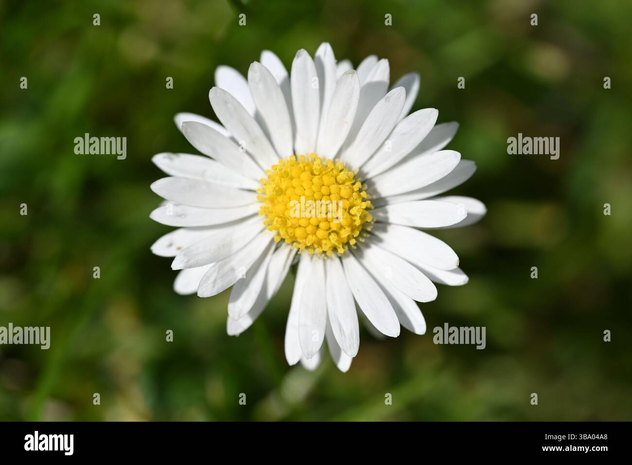 Une petite et délicate fleur blanche de Marguerite poussant dans la pelouse d'un jardin anglais Banque D'Images