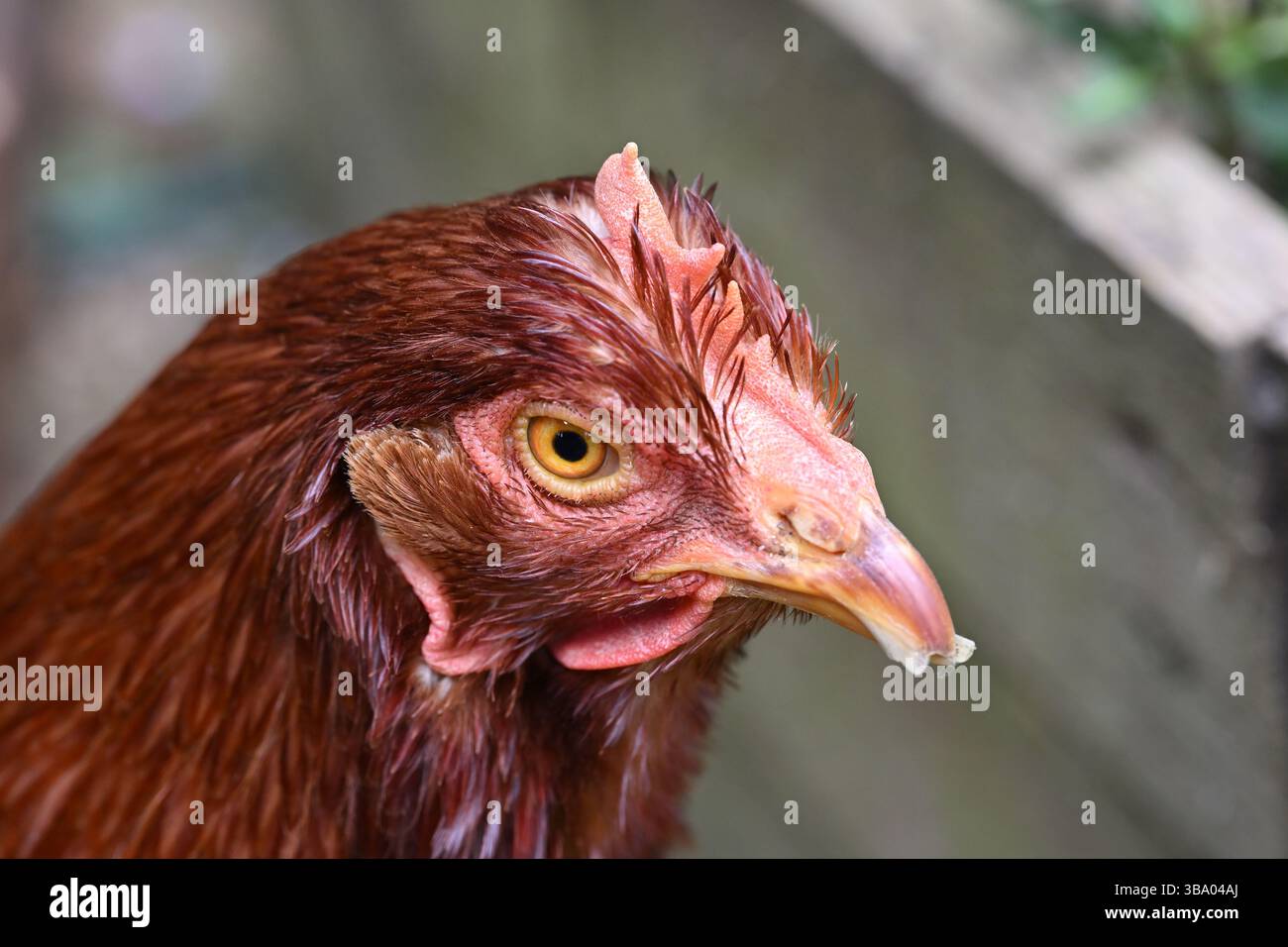 Une photo rapprochée d'un poulet de sauvetage dans un jardin anglais Banque D'Images