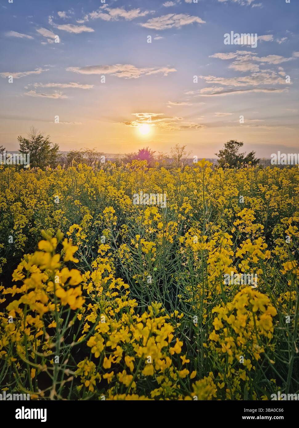 Vaste champ de fleurs de colza jaune vif au coucher du soleil. Beau paysage avec des fleurs de canola balancent dans la brise printanière - Image de stock capturée avec un smartphone