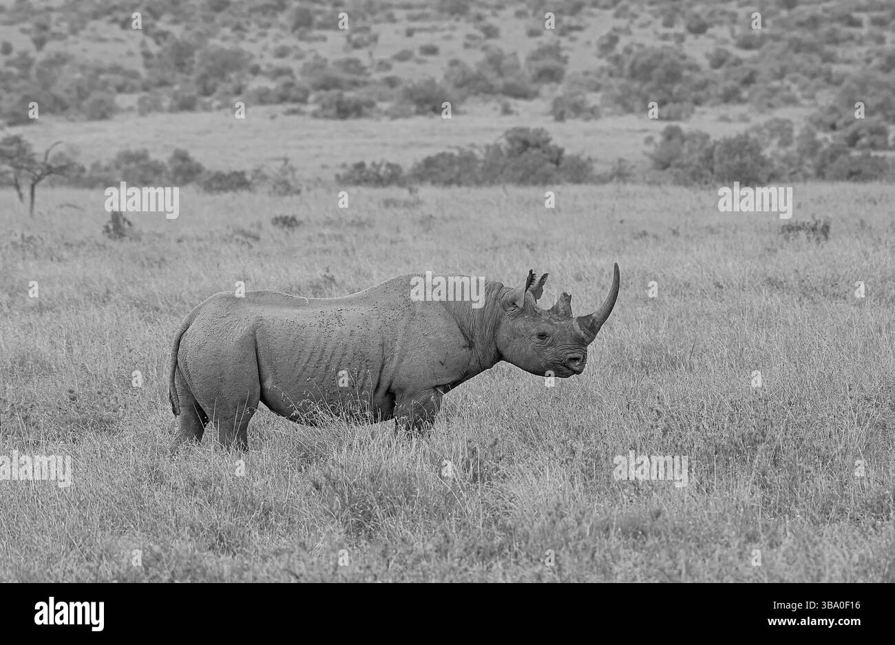 Rhinocéros noirs (Diceros bicornis) dans l'habitat de savane ouverte de la conservation d'ol' Pajeta, Kenya Banque D'Images
