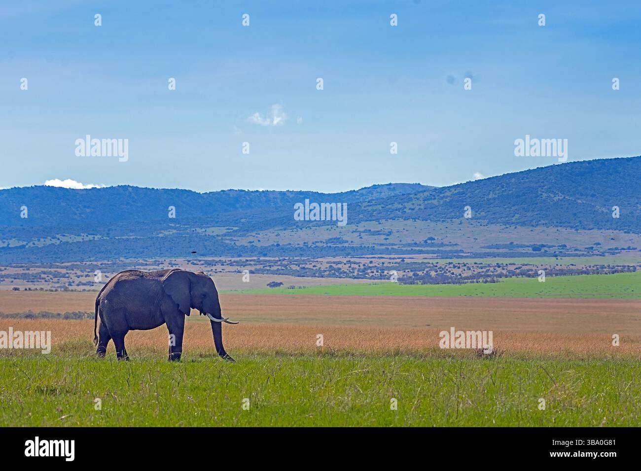 Éléphant de brousse d'Afrique Loxodonta africana du kenya Banque D'Images