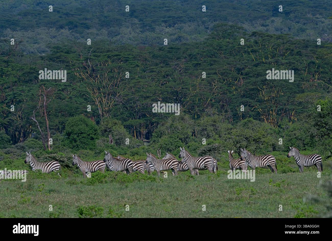 Zèbre des plaines (Equus quagga) du parc national du lac Nakuru, Kenya Banque D'Images
