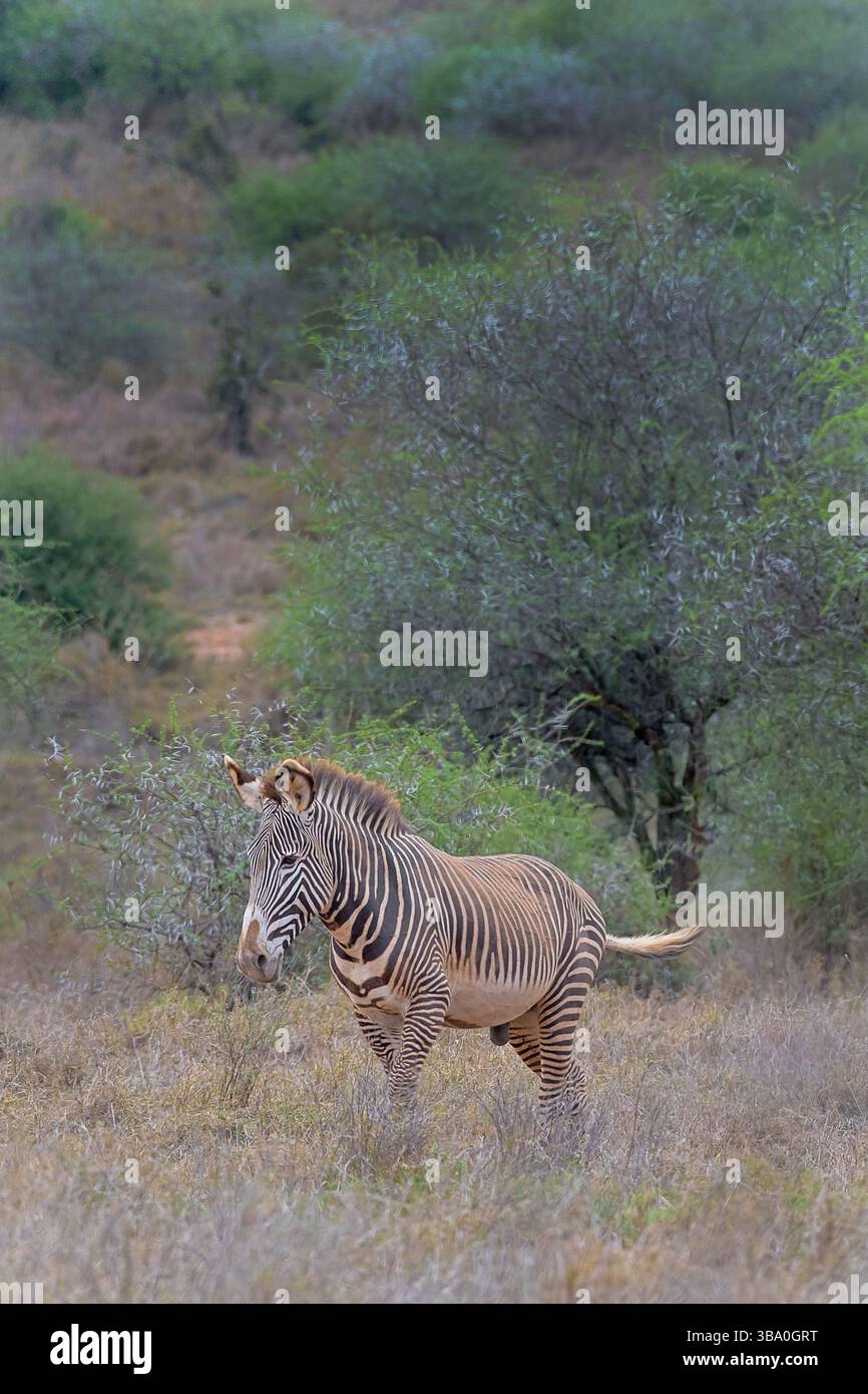 Le zèbre de Grevy (Equus grevyi) de Mpala Conservancy, Kenya Banque D'Images