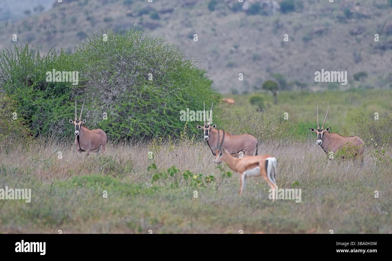 Trois oryx de Beisa (Oryx beisa), grande antilope africaine, pâturant dans les prairies ouvertes de Laikipia Conservancy, Kenya, Afrique de l'est. Banque D'Images