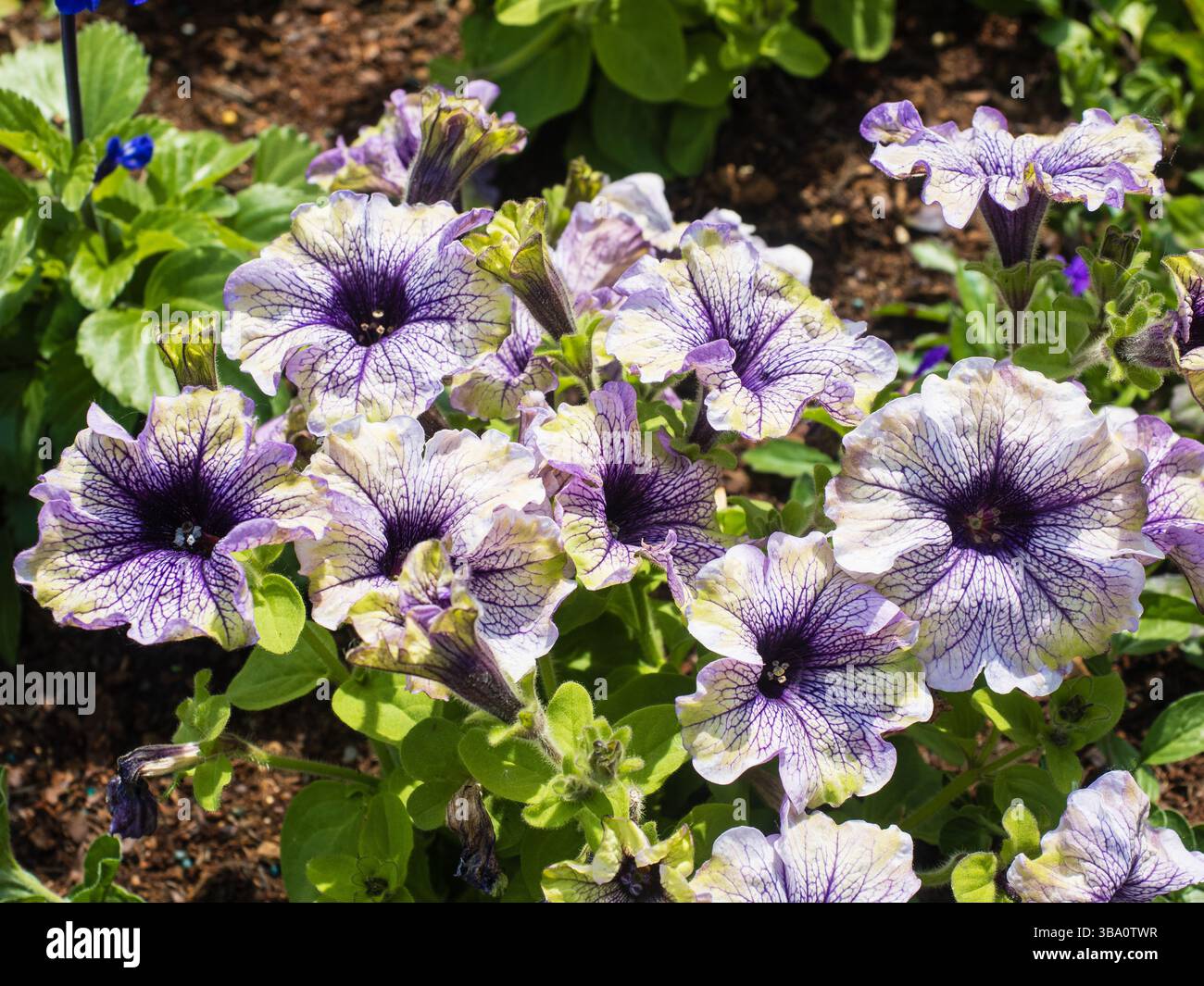 Fleurs blanches et vertes veinées violettes de la tendre literie et récipient pérenne, Petunia 'Amazonas Plum Cockatoo' Banque D'Images