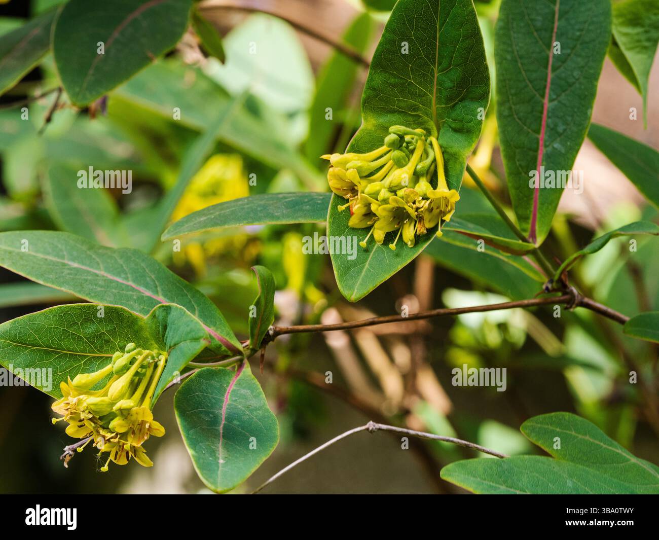 Des fleurs tubulaires parfumées pendent sous une bractée à capuchon du chèvrefeuille grimpant, Lonicera subaequalis Banque D'Images