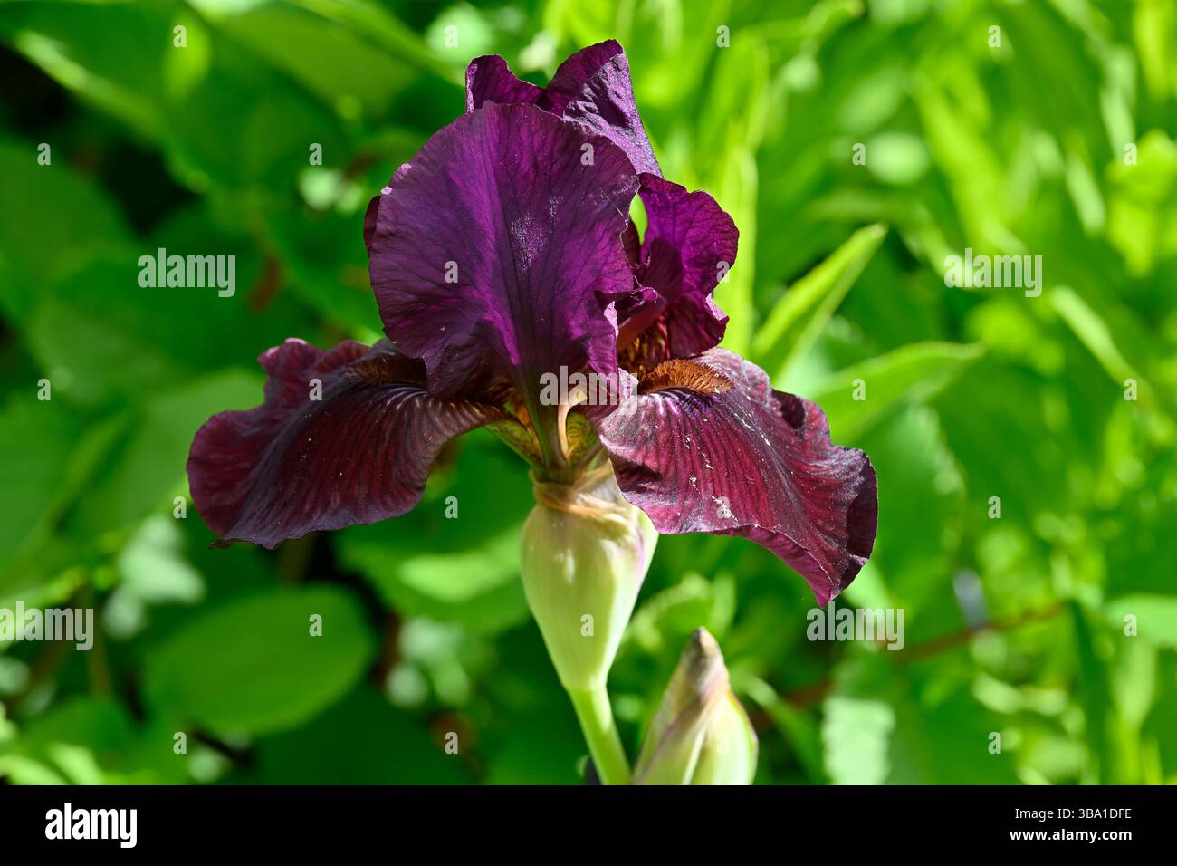 Riches fleurs de printemps violettes de l'Iris barbu 'Langport Wren' UK Garden May Banque D'Images
