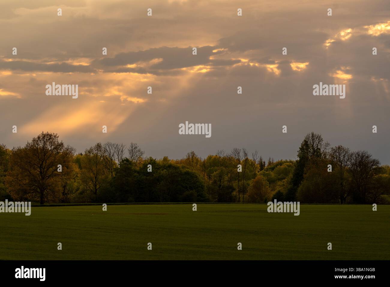 Beau paysage avec champ vert et forêt colorée sous le ciel dramatique avec les rayons du soleil freinant à travers les nuages. La lumière de l'heure d'or habite Banque D'Images