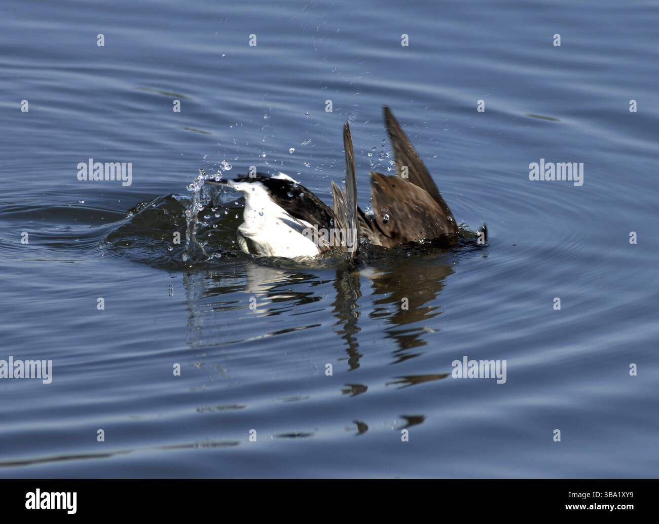 Un canard à longue queue nage dans l'eau de mer calme. Un canard de mer distinctif trouvé dans les habitats côtiers du nord. Banque D'Images