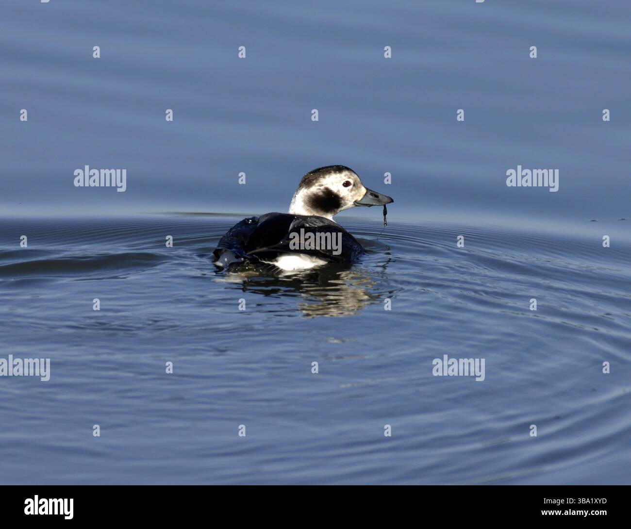 Un canard à longue queue nage dans l'eau de mer calme. Un canard de mer distinctif trouvé dans les habitats côtiers du nord. Banque D'Images