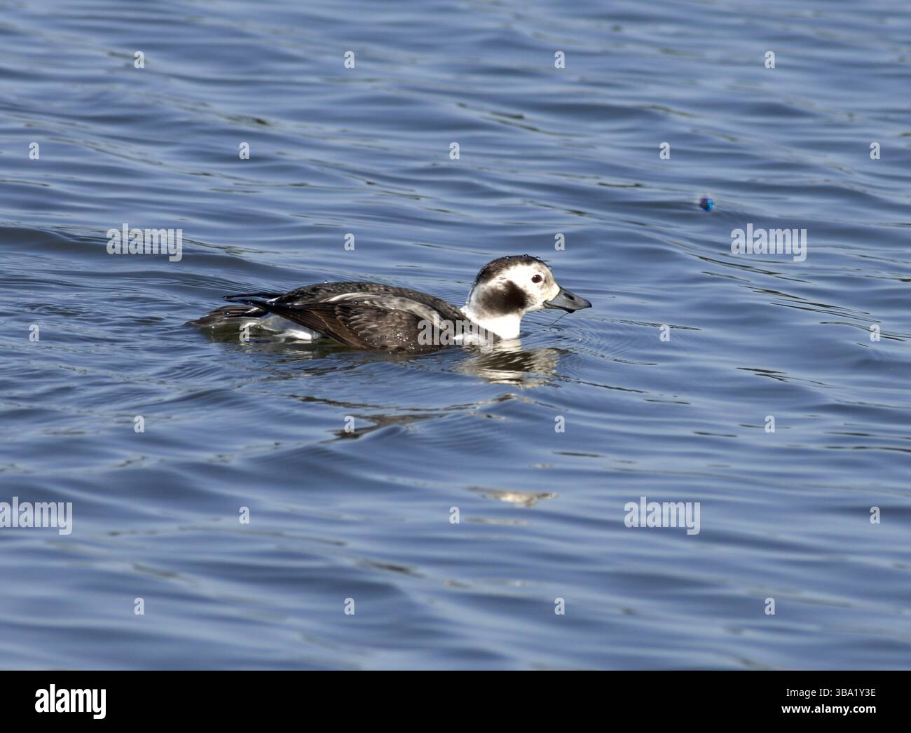 Un canard à longue queue nage dans l'eau de mer calme. Un canard de mer distinctif trouvé dans les habitats côtiers du nord. Banque D'Images