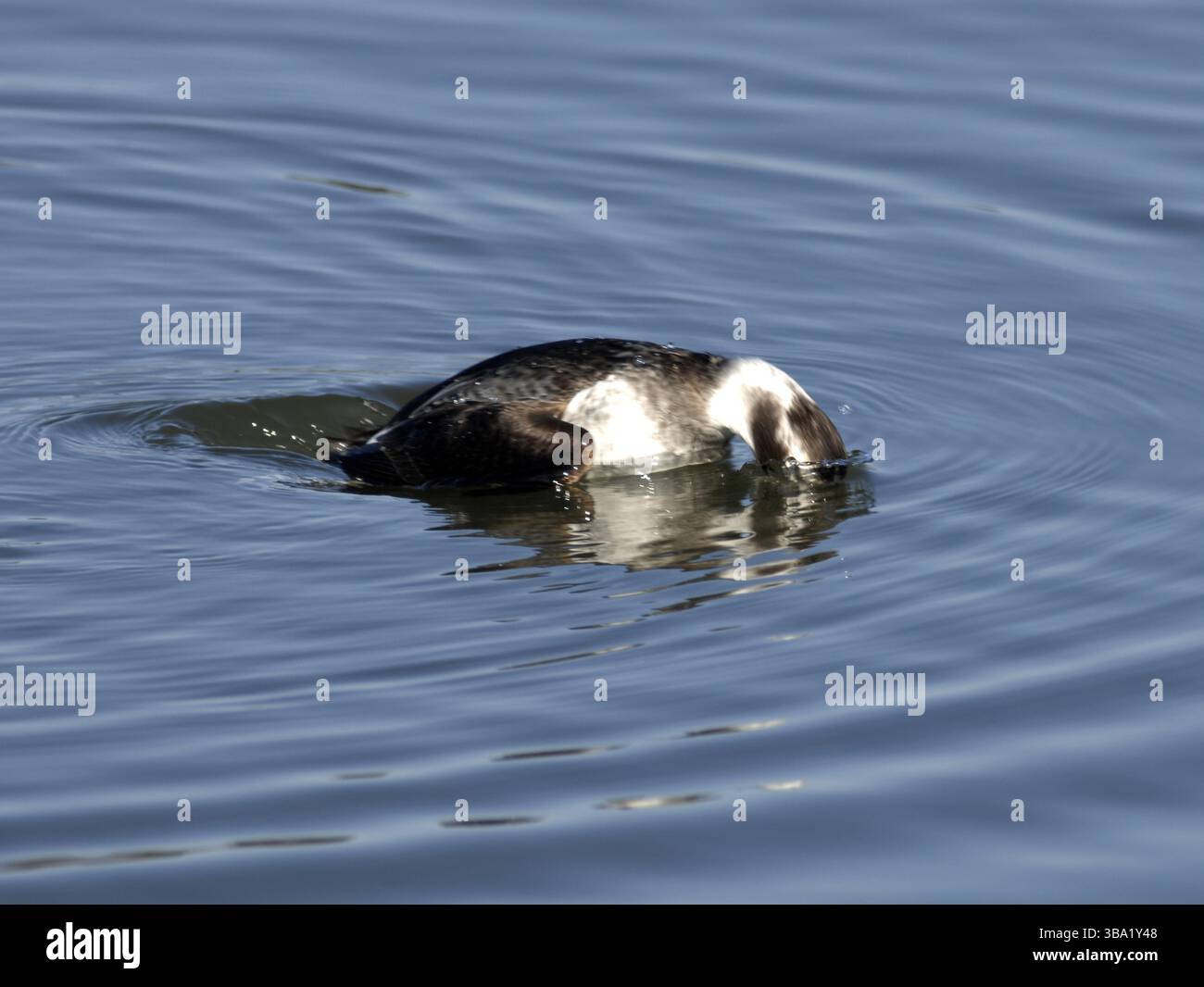 Un canard à longue queue nage dans l'eau de mer calme. Un canard de mer distinctif trouvé dans les habitats côtiers du nord. Banque D'Images