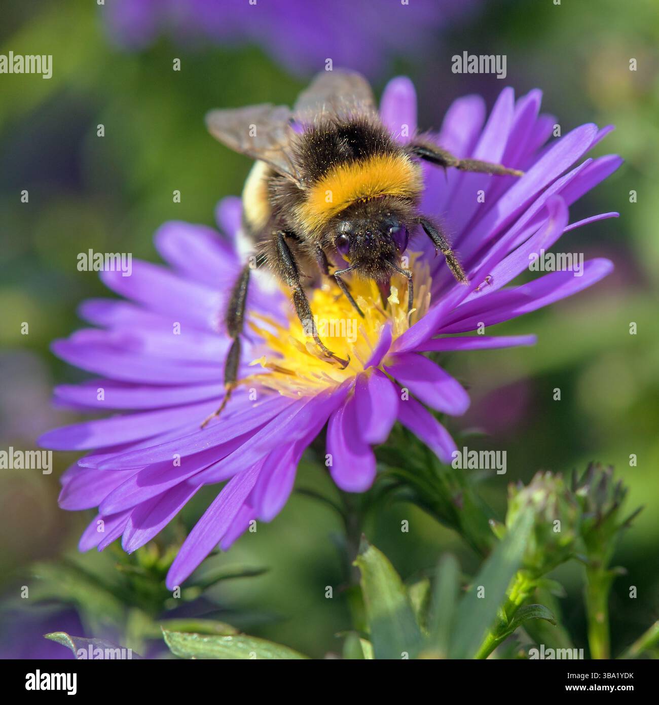 Bourdon à queue blanche en latin Bombus lucorum, assis sur la fleur bleue Banque D'Images