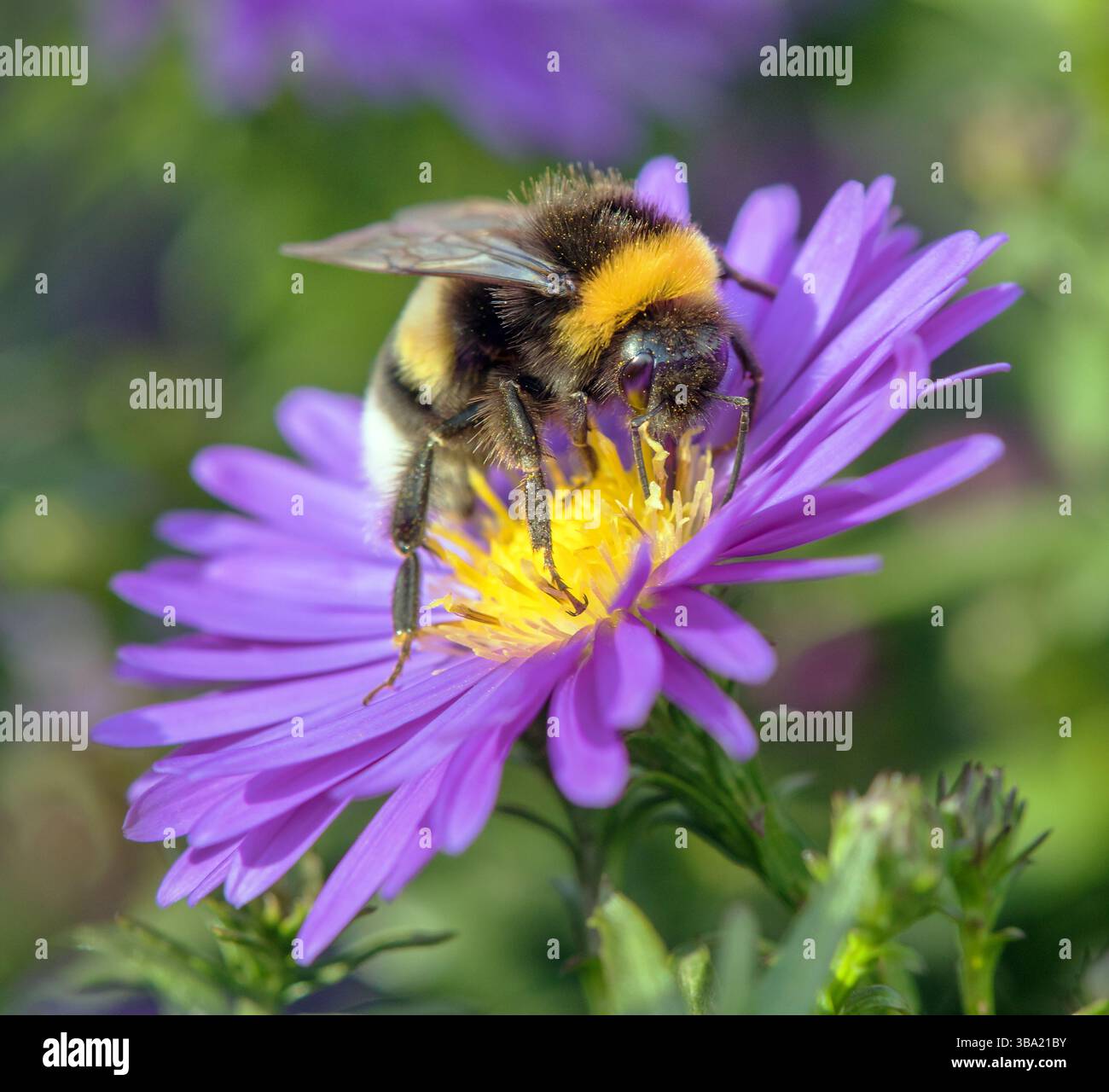 Bourdon à queue blanche en latin Bombus lucorum, assis sur la fleur bleue Banque D'Images