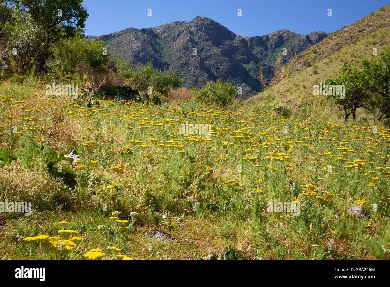 Fleurs sauvages jaunes dans une prairie sous les montagnes dans la réserve biologique de Nuratau-Kyzyikum en Ouzbékistan en Asie centrale Banque D'Images