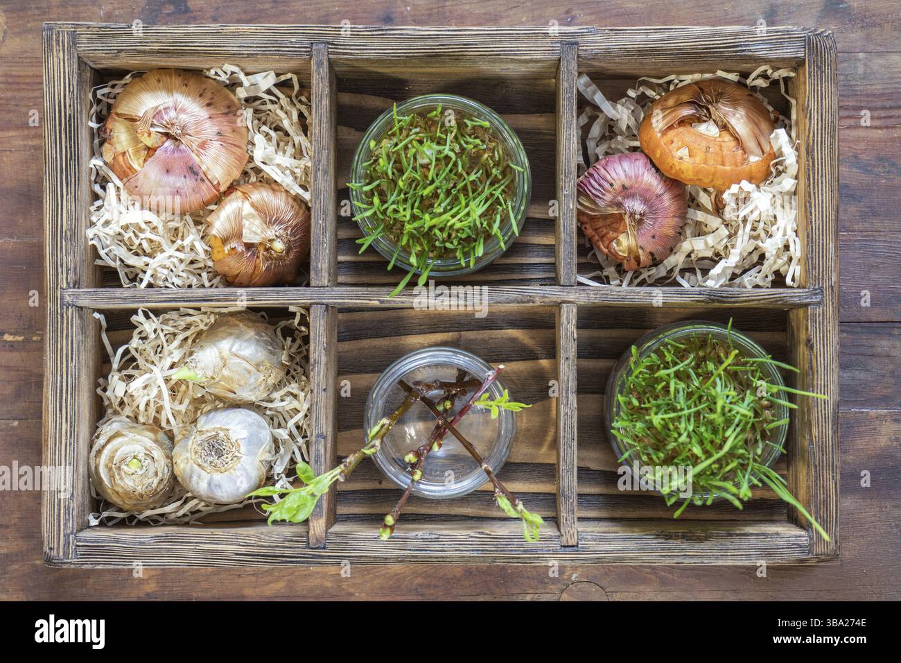 Le Jardinage et la plantation de concept. Plants, outils de jardin, les tubercules (ampoules) glaïeul et jacinthes, branche d'arbres avec des bourgeons dans boîte en bois. Tonique et pro Banque D'Images