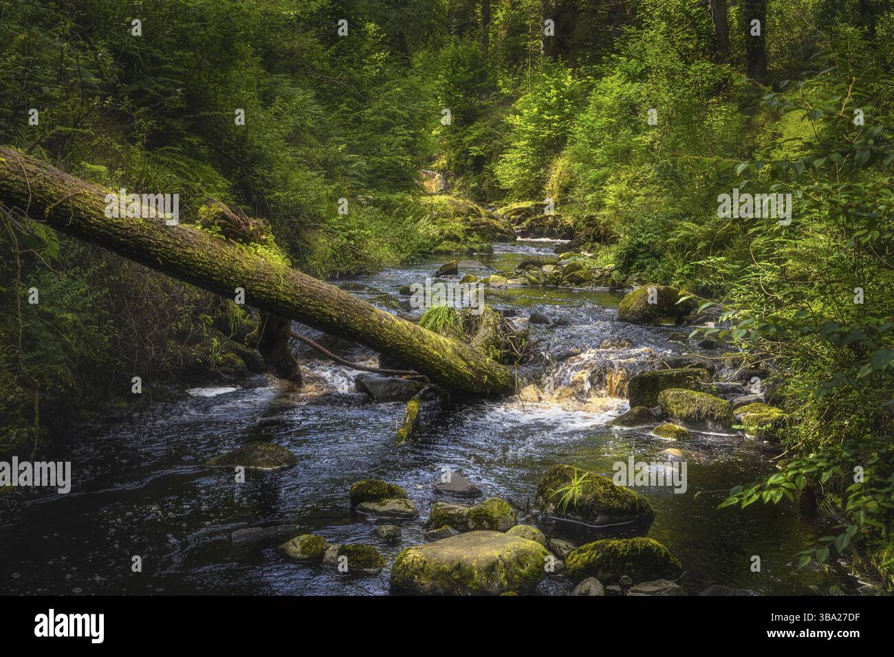 Arbre tombé plongé dans un ruisseau, entouré de rochers mousseux et de forêt verte luxuriante de Glenariff Forest Park, Antrim, Irlande du Nord Banque D'Images