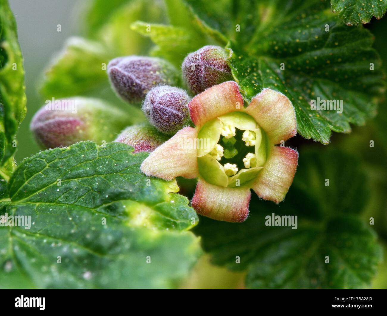 Fleur de cassis ouverte parmi les feuilles vertes et fleurs fermées derrière elle Banque D'Images