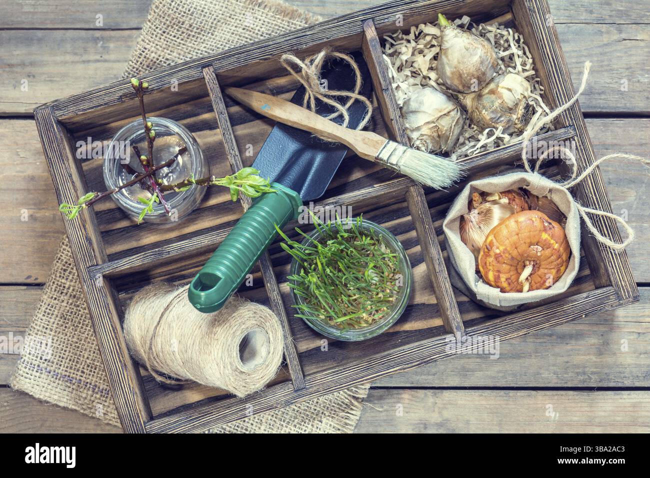 Concept de jardinage et de plantation. Semis outils de jardin tubercules bulbes gladiolus et jacinthe branche d'arbres avec des bourgeons dans une boîte en bois. Tonique et Proci Banque D'Images