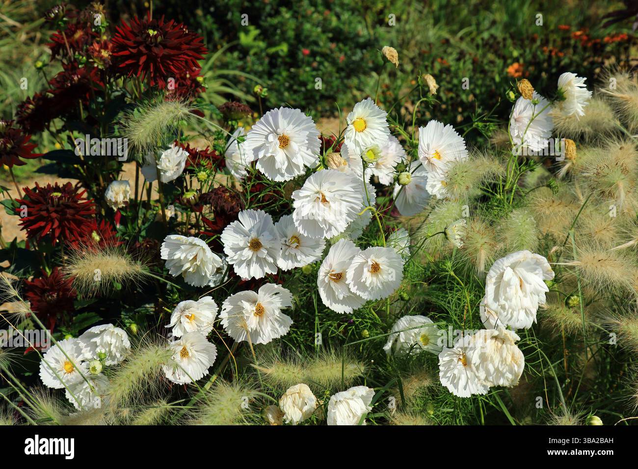 Grappe de fleurs Cosmos Bipinnatus ou cupcake Banque D'Images