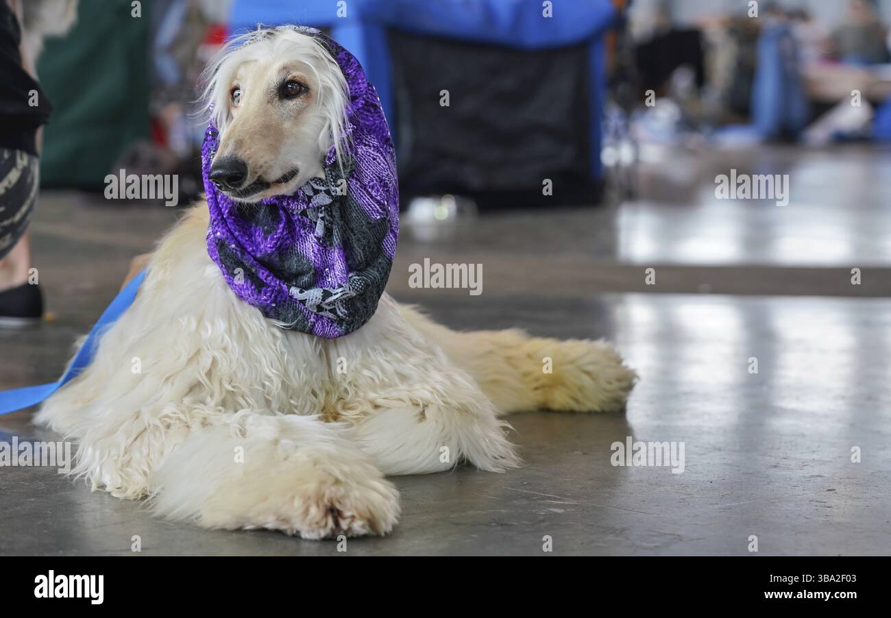 Chien russe borzoi assis sur le sol, écharpe violette sur la tête - prêt et soigné au concours d'exposition canine, Brno, République tchèque, Europe Banque D'Images Chien russe borzoi assis sur le sol, écharpe violette sur la tête - prêt et soigné au concours d'exposition canine, Brno, République tchèque, Europe Banque D'Images