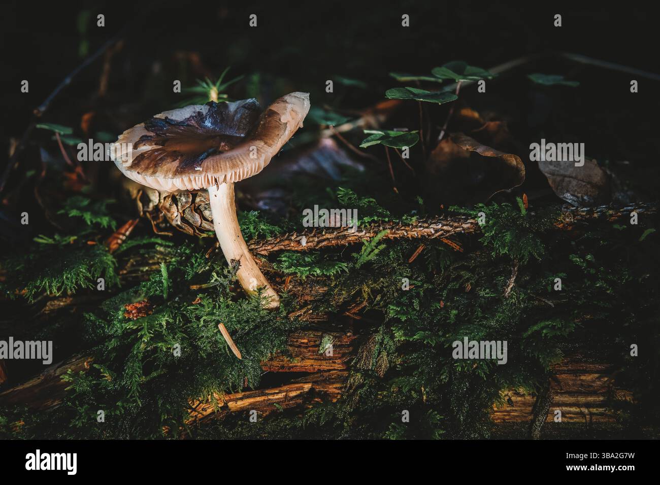 Pluteus est un grand genre de champignons avec plus de 300 espèces. Ce sont des saprobe en bois pourrissant avec des empreintes de spores roses et des branchies qui sont exemptes de la tige Banque D'Images