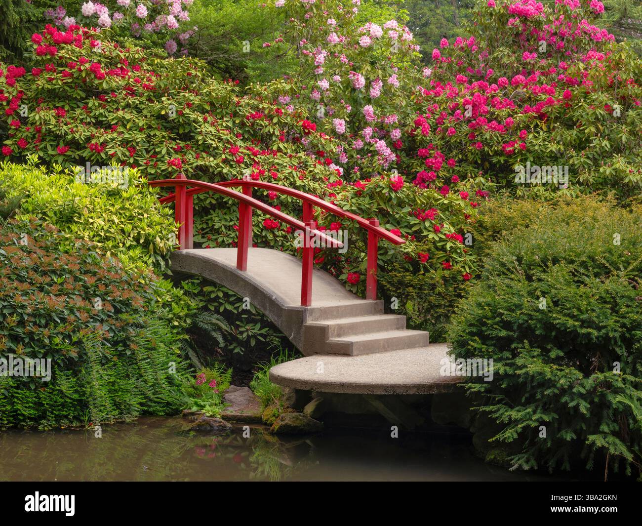 WA26591-00....WASHINGTON - pont lunaire et rhododendrons en fleurs dans Kubota Garden, Seattle Parks et Recreation City Park. Banque D'Images