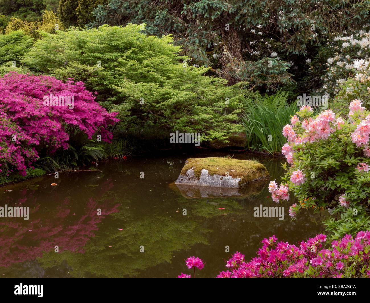 WA26592-00....WASHINGTON - petit étang avec azalées et rhododendrons dans Kubota Garden, Seattle Parks et Recreation City Park. Banque D'Images