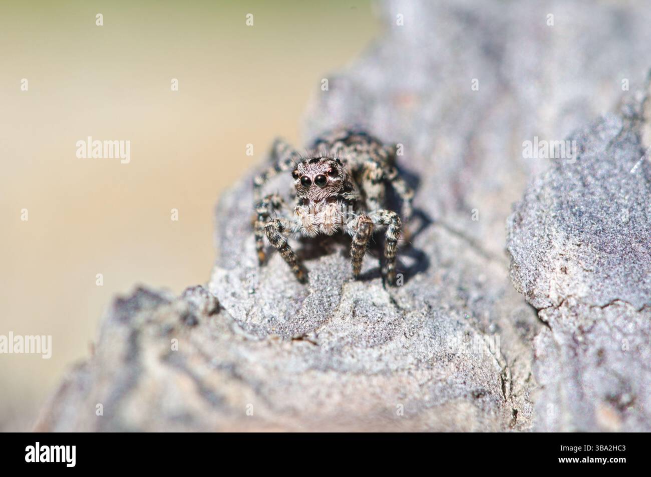 Portrait en gros plan d'une araignée sautante. Banque D'Images