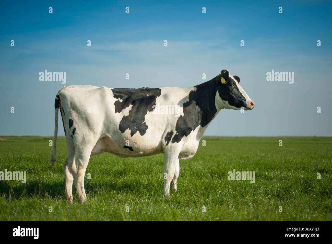 Vache Holstein-Friesian dans un pré aux pays-Bas Banque D'Images