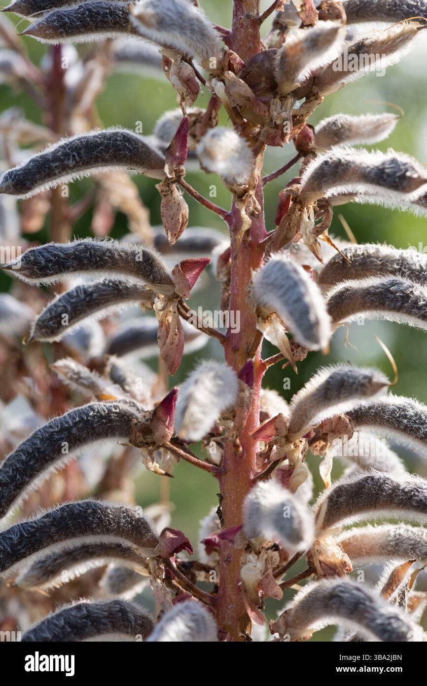Un gros plan des gousses de graines de Lupin (Lupinus) séchant sur une tige de fleur en été Banque D'Images