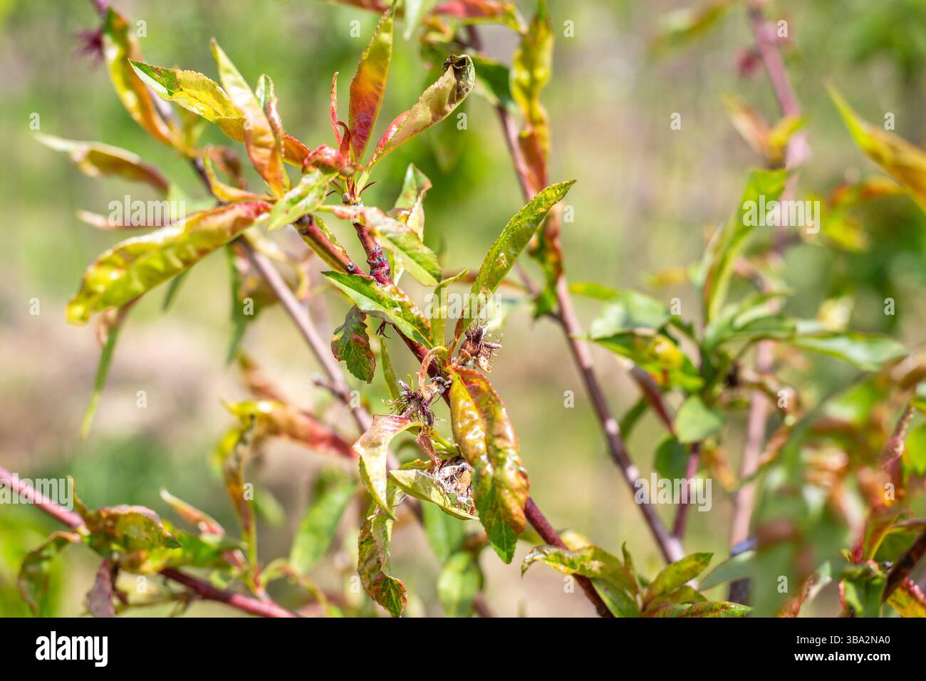 Boucle de feuilles de pêcher, boucle de jeunes feuilles. Maladie des arbres et méthodes de prévention et de traitement. Banque D'Images