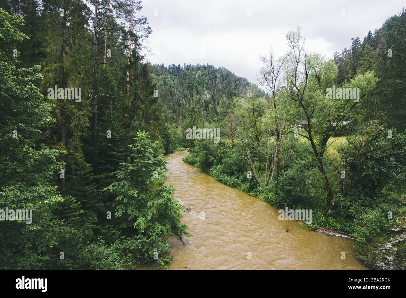 Rivière de montagne sale après la pluie. Rivière de montagne Moody dans le parc national paradis slovaque, république slovaque. Inondation d'eau sur la rivière après de fortes pluies Hornad Banque D'Images