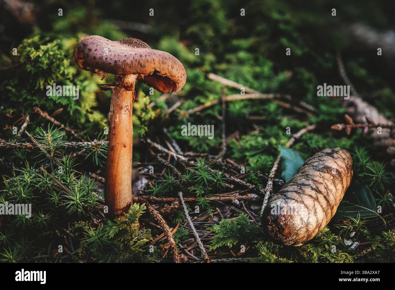 Armillaria ostoyae ou solizes est une espèce de champignon pathogène des plantes Champignons de la famille des Physalacriaceae Banque D'Images